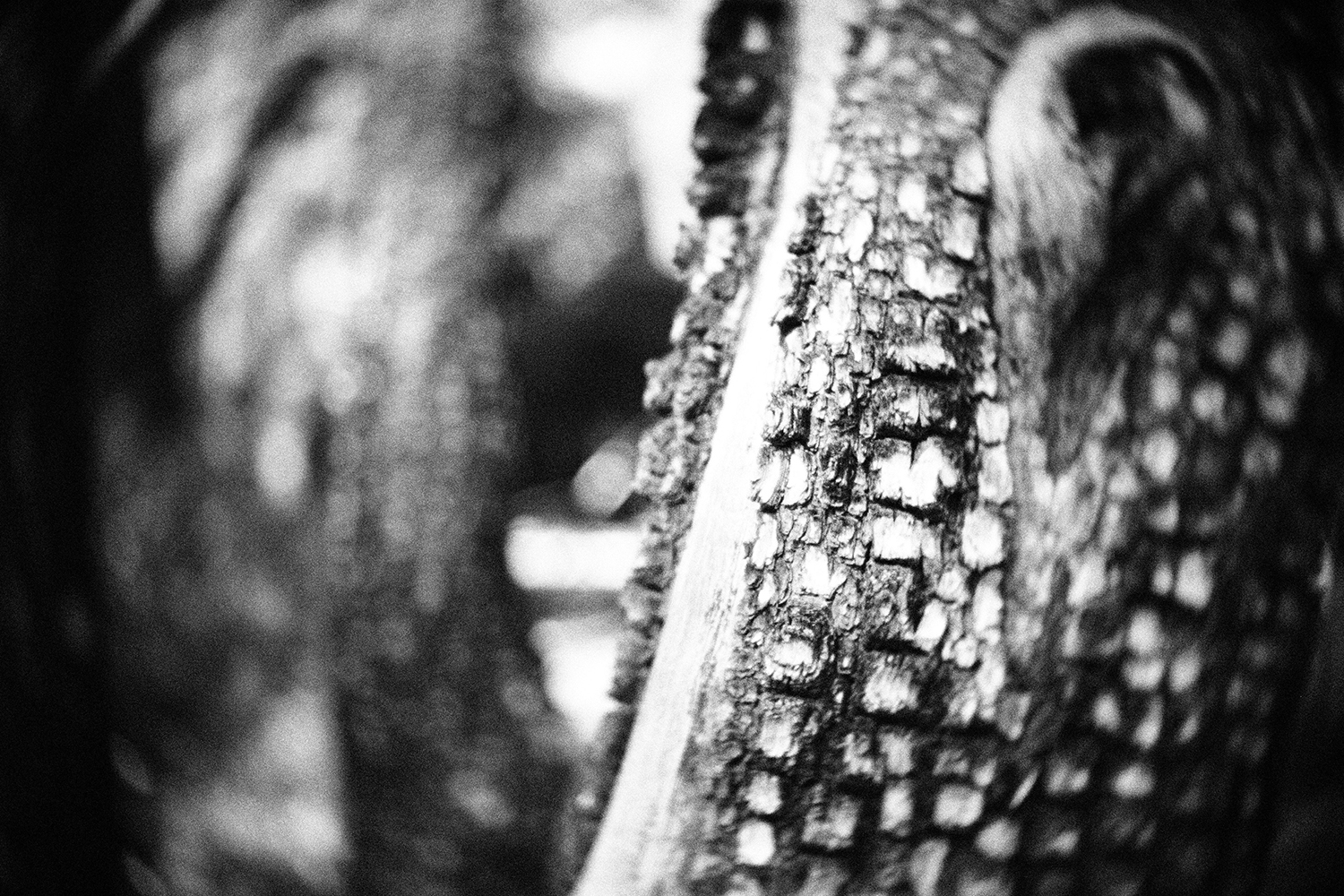 Photo by Jeff Sirkin